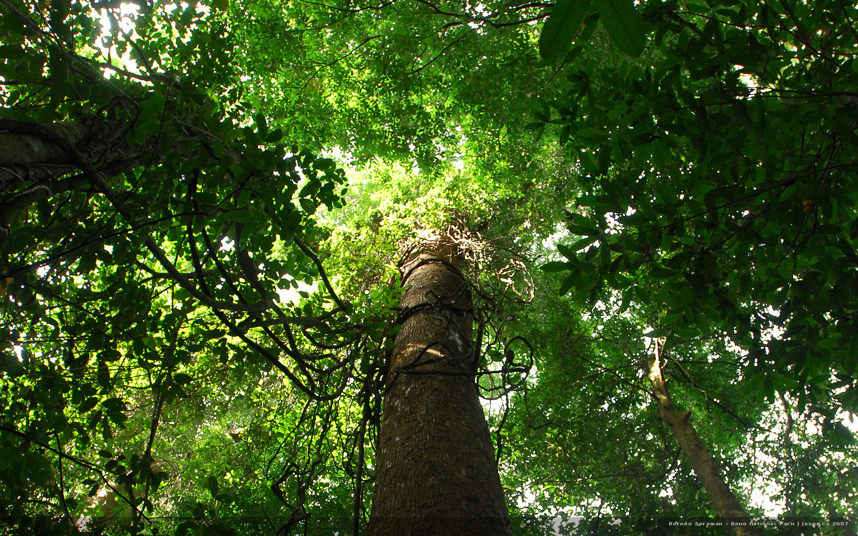 婆羅洲熱帶雨林